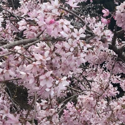 ラクインさんのプロフィール画像