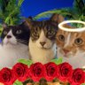 debsspencer1's profile picture. Cat lover. Live Spain Rescued 3 1hr old kittens tied up in  p/ bag & dumped Hand reared #BBOT#PA#wlf#aviators#weeti#ruff
riders#tributeride#tweetchoir#keepfits
