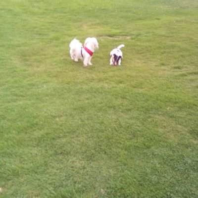 Mc08268797Mcc's profile picture. Glasgow Bhoy always and forever. dog lover