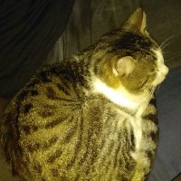 creampie_enthusiast (@c_pieenthusiast) 's Twitter Profile