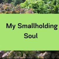 My Smallholding Soul (@mysmalholsoul) 's Twitter Profile Photo