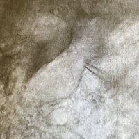 Erica Levitt (@lablevitt) 's Twitter Profile