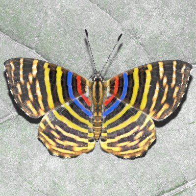 Listado oficial de las mariposas (Lepidoptera: Papilionoidea) de Colombia 🦋 🦋 
Checklist of colombian butterflies