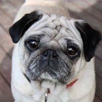 Saffron Pug Rescue (@pugssaffron) 's Twitter Profile