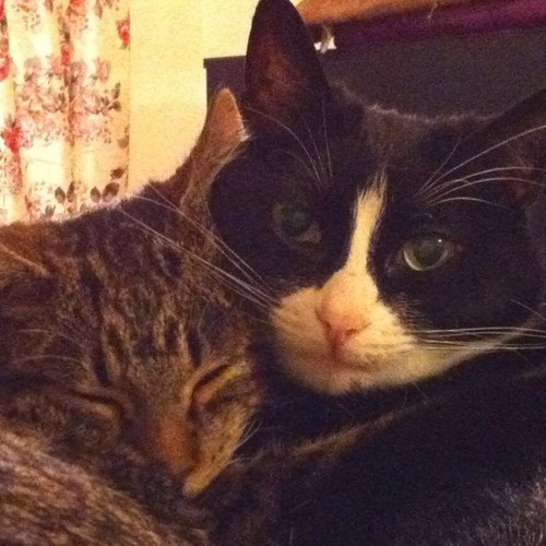 Adrie_Cat's profile picture. Just a lady that finds cats relaxing, amazing, hilarious and sweet. No politics.
