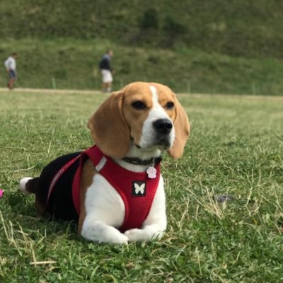Beagle et fière de l’être. Proud of me every time.