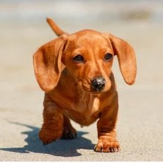 Just a Mini Daschund trying to become famous 🐶🐾