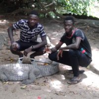 Lamin (@lamin50062445) 's Twitter Profile