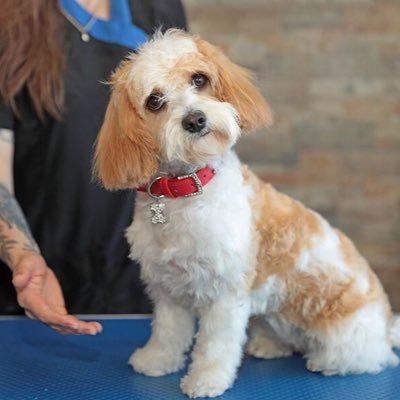 Limerick's Award Winning Premium Dog Grooming Salon & Day Spa. Home to The Academy. Accredited Professional Dog-Grooming and Training #Limerick #Tipperary