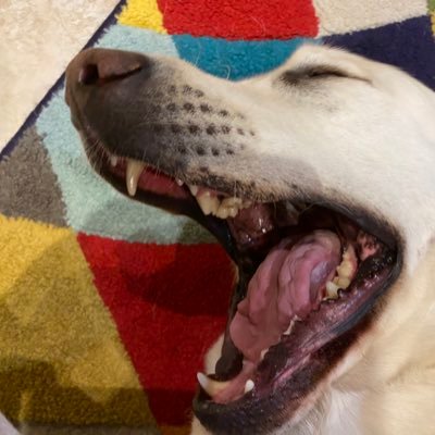 Ex-accountant, rescued from a life of bean counting by coding and data science. Dabbled in psychology (PhD). Fan of dogs, ordnance survey and my kids.