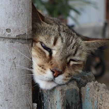 Carlito64251242's profile picture. CEO and Founder