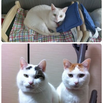snowlove0614's profile picture. マロ21歳♂(保護猫)とシロ10歳♀(保護猫)と夫と静かに暮らしてます。
無言フォロー大歓迎🙆
無言フォロー失礼します🙏
#猫好きさんと繋がりたい