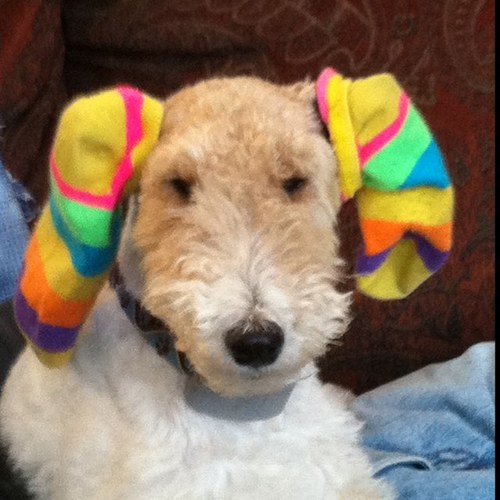 Pfritzy's profile picture. 