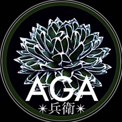 Aga兵衛 على تويتر Agave Atrovirens Gentryijaws アトロビレンス ジェントリージョーズ Hyb成長記録 なかなか厳つい血統タッグマッチ この方まだ硬い 鈍い 本調子はよ うねり幅広葉大牙鮫wにはよ