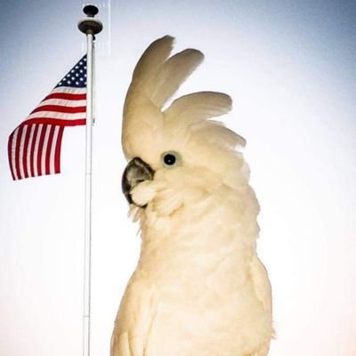 KristinaBack1's profile picture. Mother Grandmother  Parrot mother Nurse American and proud of it!