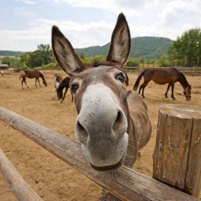 Supporting organisations working to educate and improve knowledge and care of all equines. Especially donkeys, just ❤️ donkeys #doitfordonkeys
