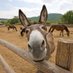 Do It For Donkeys (@doitfordonkeys) Twitter profile photo Do It For Donkeys (@doitfordonkeys) Twitter profile photo