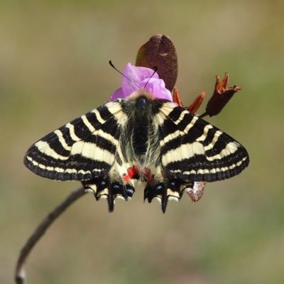 Shijimiamoorei's profile picture. 水産卒 今は関東