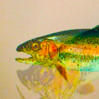 troutfishfarms Profile Picture