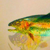 trout Fish(@troutfishfarms) 's Twitter Profile Photo