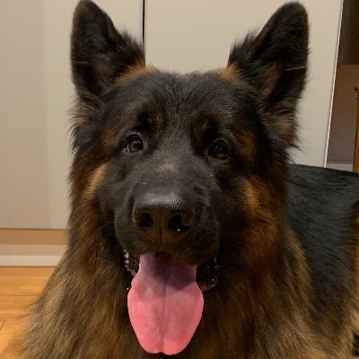 Todd86695180's profile picture. I love GSDs, Niners, Blazers, Timbers.