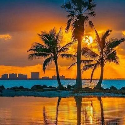 petheruli's profile picture. 