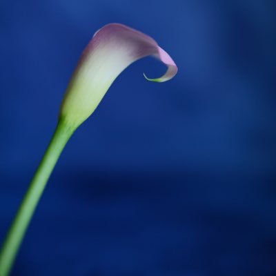 mimi__mimi__22's profile picture. 47歳◆2021年に子宮頚癌(腺癌)+ 小細胞がん(神経内分泌癌SCNEC)と診断された希少癌を持つ1児の母。ステージ1bⅡ期◆2021.5 開腹広汎子宮全摘(リンパ郭清)済→2021.6からシスプラチン+エトポシド抗がん剤投与→4クール終え2021.9経過観察開始◆本業はしがない写真家