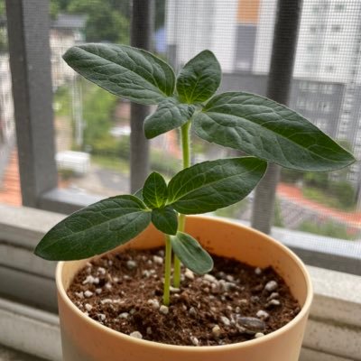 cey078's profile picture. 뒹굴뒹굴… 게으른 돼지…