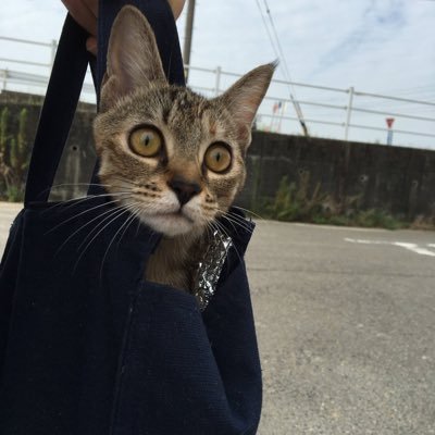 Shokora0207's profile picture. とある事務所でパートやっている4児と愛猫のママです👩2年前に知ったFX。偉大なる師匠（@atamaOv）のもとでノウハウ学び今では会社員の給料くらいは稼げるようになりました💰テクニカルはサイクル、チャネル、MAを使ったトレードしてます📊