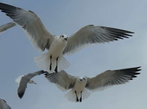 tomategitano's profile picture. Webbing