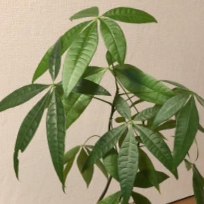 EvElUfnGlMExrRa's profile picture. 東京都在住の家庭医療専門医／在宅医療専門医です。大学院でヘルスデータサイエンスについて学んでいます。プライマリケア、家庭医療学、在宅医療学に興味があります。よろしくお願いします。