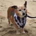 The Senior Dogs Project (@srdogsproject) Twitter profile photo The Senior Dogs Project (@srdogsproject) Twitter profile photo