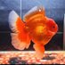 Goldfish Uncle (@goldfishuncle1) Twitter profile photo Goldfish Uncle (@goldfishuncle1) Twitter profile photo