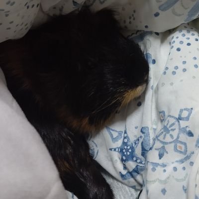 玉藻前さんのプロフィール画像