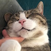 ✨Katote✨ (@katote__) Twitter profile photo