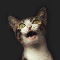 kratzekater (@kratzekater) 's Twitter Profile Photo