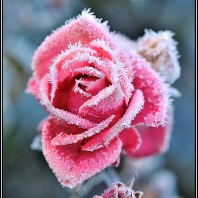 resilientspring's profile picture. Just yelling into the void. She/her