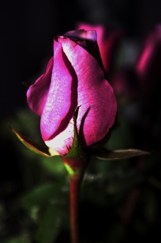 Jerseypitch22's profile picture. SPORTS PHOTOGRAPHY