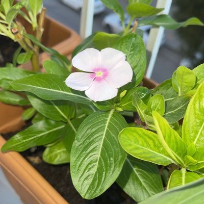 asaadshawish11's profile picture. قَالَ رَبِّ بِمَا أَنْعَمْتَ عَلَيَّ فَلَنْ أَكُونَ ظَهِيرًا لِّلْمُجْرِمِينَ