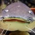 Fresh Fin Facts (@fishfacts4) Twitter profile photo Fresh Fin Facts (@fishfacts4) Twitter profile photo