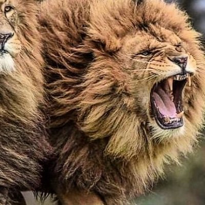 luca1161's profile picture. 