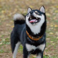 おはぎ (@kuromame_ohagi) 's Twitter Profile Photo おはぎ (@kuromame_ohagi) 's Twitter Profile Photo