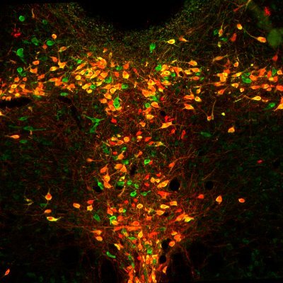 Serotonin neurobiology lab at the @CWRUSOM Department of Neurosciences | Account maintained by lab members | Views = our own