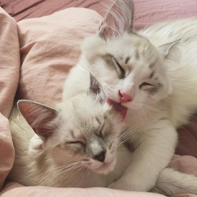 The Official Twitter account of the kittens Twix and Geisha. Twix is the long haired one and Geisha the short haired. Follow for cute cat content!