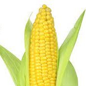 I'm literally just an ear of corn with bad opinions.