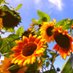 VeganBigBro KPSS Ⓥ 🌻🌱 (@veganbigbro) Twitter profile photo VeganBigBro KPSS Ⓥ 🌻🌱 (@veganbigbro) Twitter profile photo