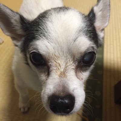 shizueichijoji's profile picture. 東京在住。ごくごく一般ピープル。好きなもの興味あるもののROM中心です。ときどきリプします。