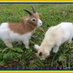 Katziki und Tiffy ( unser Russenmädchen ) (@katziki) Twitter profile photo Katziki und Tiffy ( unser Russenmädchen ) (@katziki) Twitter profile photo