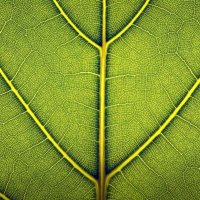 UGA Forest Ecophysiology Lab (@ugaforecophys) 's Twitter Profile Photo UGA Forest Ecophysiology Lab (@ugaforecophys) 's Twitter Profile Photo