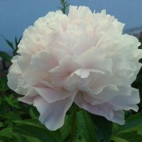 Наталья, Pearl #Stranger #Omir #Dimash (@pearlomir) 's Twitter Profile Photo Наталья, Pearl #Stranger #Omir #Dimash (@pearlomir) 's Twitter Profile Photo